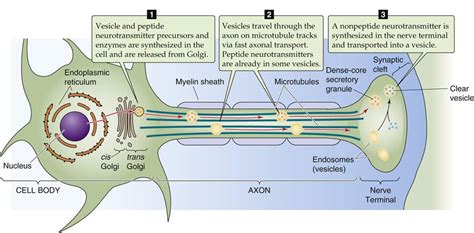 Synaptic Transmission At The Neuromuscular Junction Synaptic