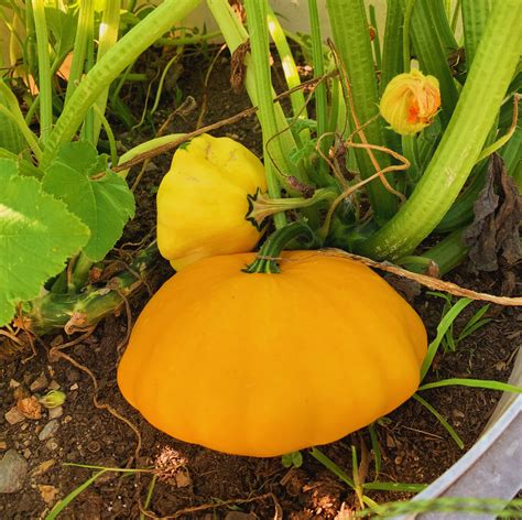 Super Yummy Summer Squash - Renewing the Countryside