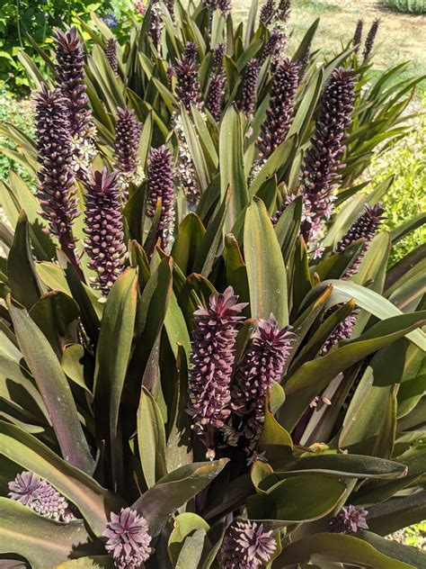 Eucomis ‘Sparkling Burgundy’ – Secret Garden Growers