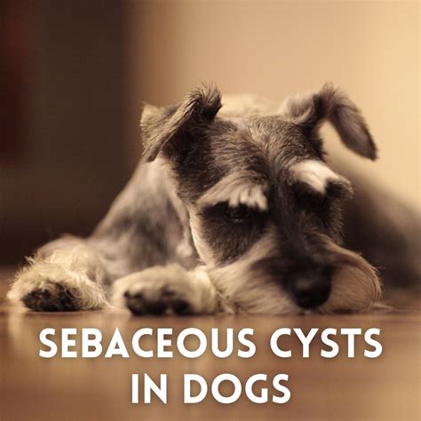 What Do Cysts On Dogs Look Like