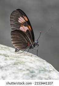 Heliconius Pattern Images Stock Photos Vectors Shutterstock