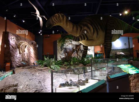 Fossil exhibits in the Dinosaur Isle museum Sandown Isle of Wight Stock Photo - Alamy