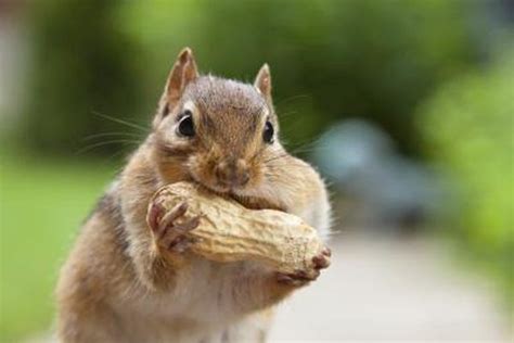 Homemade Chipmunk Repellent In Chipmunk Repellent Chipmunks