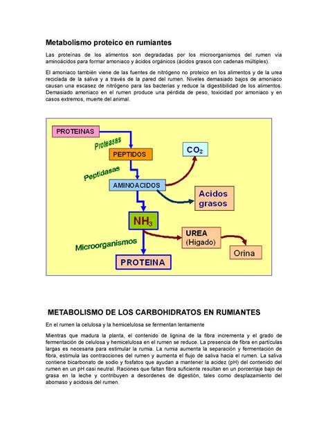 Alimentacion Metabolismo Proteico En Rumiantes Las Prote Nas De