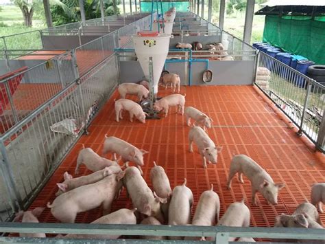 Livestock Equipment Sow Farrowing Crate For Pig With Slats Floor