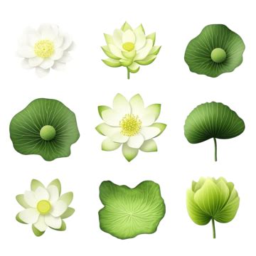 Lotus Leaf Isolate Collection Of Png File Lotus Leaf Isolated Png