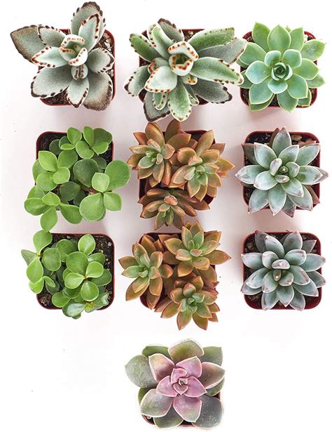 Shop Succulents Assorted Collection Of Live Succulent