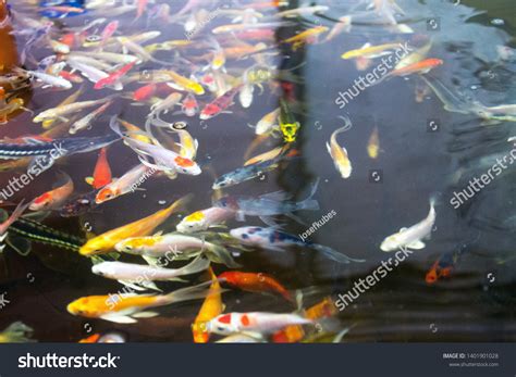 Various Fish Species Aquaponics System Combination Stock Photo