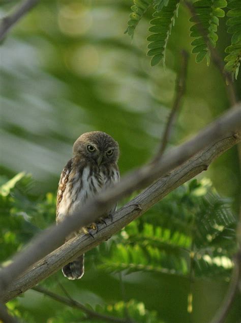 Pacific Pygmy Owl / Glaucidium peruanum photo call and song