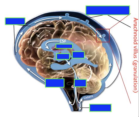 CSF Circulation Diagram Quizlet