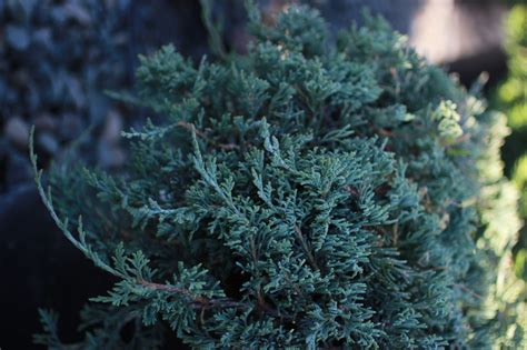 Juniperus Horizontalis Wiltonii Devil Mountain Wholesale Nursery