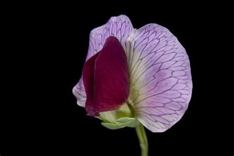 Purple pea flower — Science Learning Hub