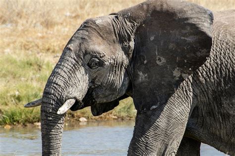 Olifant Bij De Waterpoel Van Alex Neumayer Op Canvas Behang En Meer