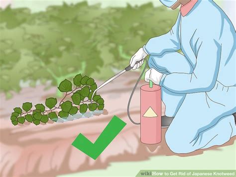 How To Get Rid Of Japanese Knotweed Steps With Pictures