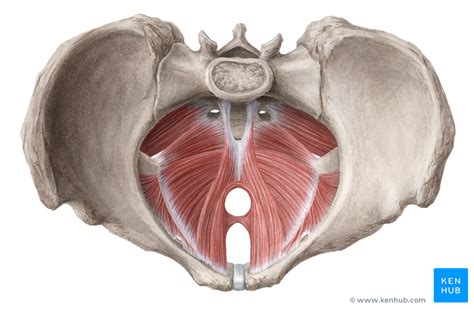 Muscles Of The Pelvic Floor Anatomy And Function Kenhub