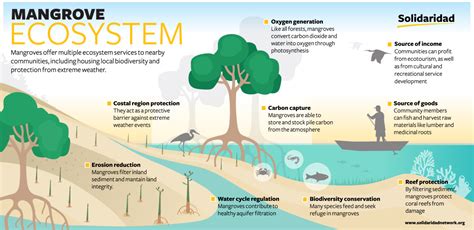 Banding Together To Conserve And Restore Mangrove Habitat Solidaridad Network