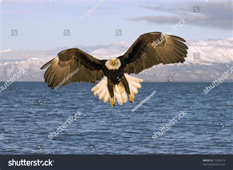 American Bald Eagle Flying Over Ocean Stock Photo 71285419 | Shutterstock