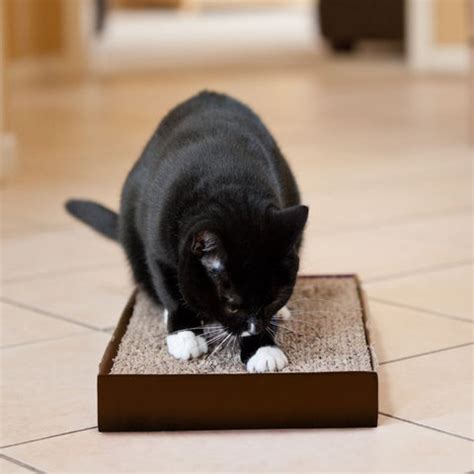 How To Make A DIY Cardboard Cat Scratcher – Cat Box Classics