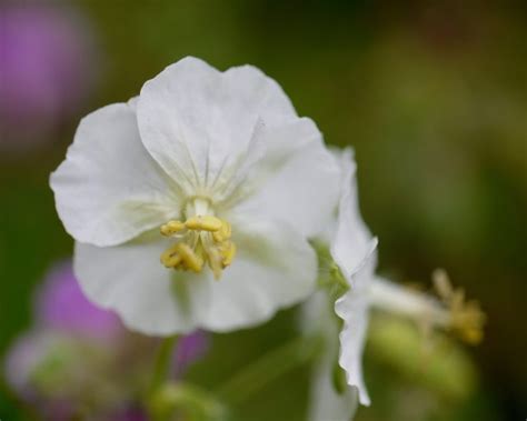 Geranium phaeum Album - Mount Venus Nursery