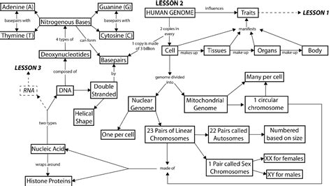 Connecting The Concepts Genetics Concept Map Zone Map