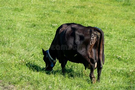 Las Vacas Comen Hierba Vaca En Un Prado Vaca Negra En Campo De Hierba