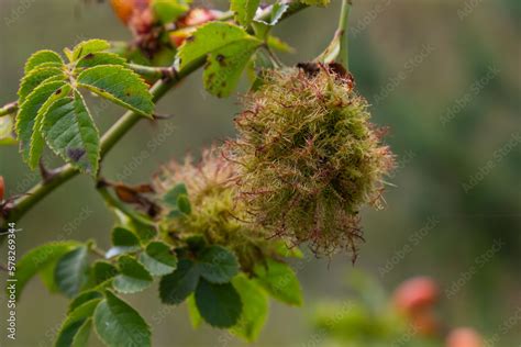 Rose Bedeguar Gall Robin S Pincushion Gall Moss Galls Diplolepis