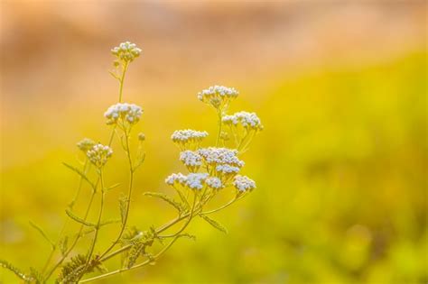 Hierba Medicinal Milenrama En La Temporada De Verano Planta Utilizada Para La Homeopatía Del Té