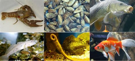 Quiz: What Great Lakes invasive species are you? | Great Lakes Now