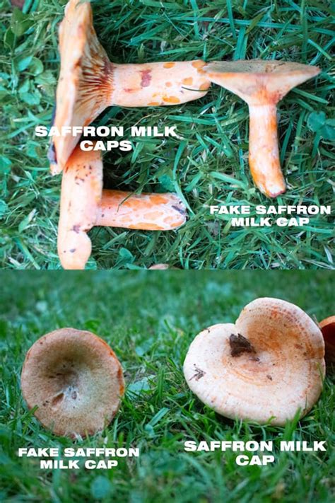 Sauteed Saffron Milk Cap Recipe