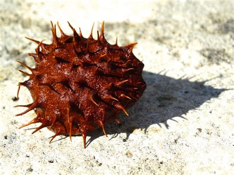 Brown Spiky Fruit Free Image Peakpx