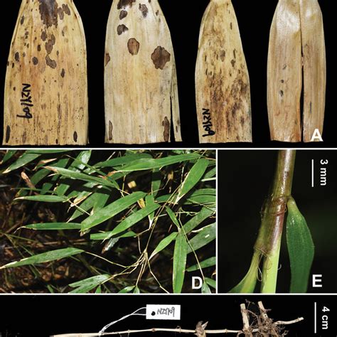 Morphological Characters Of I Sangzhiensis A Culm Leaf Detached B