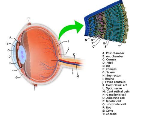 Anatomy Head And Neck Eye Retina Statpearls Ncbi Bookshelf