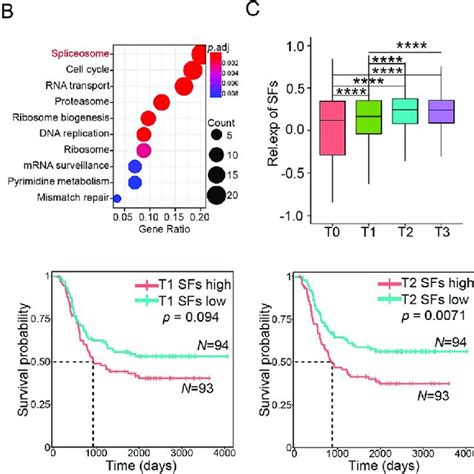 The Myc targets, not Myc, triggered a progressively deteriorating RNA ...