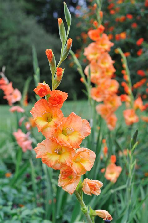 How to Grow and Care for Gladiolus Flowers