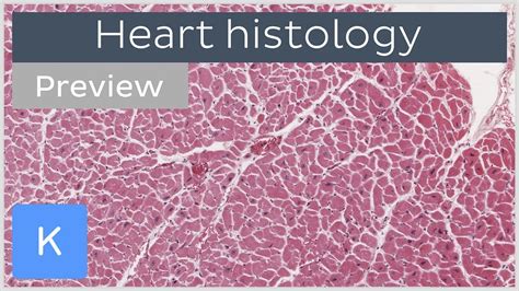 Heart Cells And Tissues Preview Human Histology Kenhub Youtube