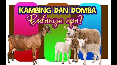 10 Perbedaan Kambing Dan Domba Youtube