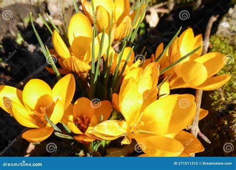 Strikingly Bright Yellow Prickly Flowers In The Blazing Sun The