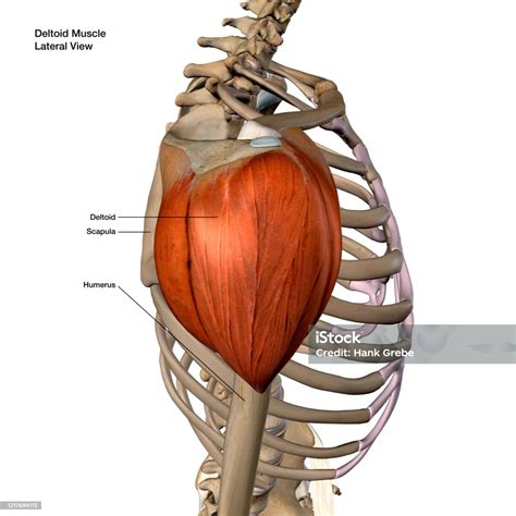 Deltoid Otot Terisolasi Anatomi Berlabel Pandangan Samping Pada Latar