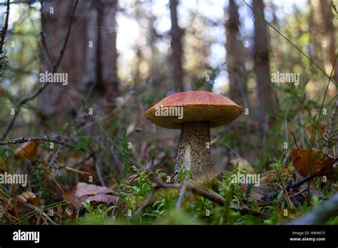 Bosque De Hongos Fotograf As E Im Genes De Alta Resoluci N Alamy