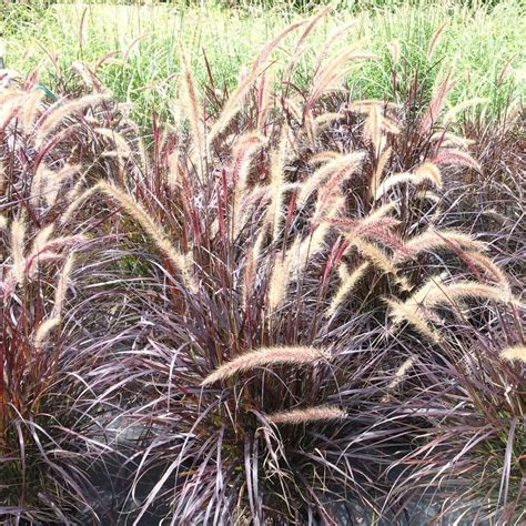 Pennisetum Setaceum Rubrum Tender Purple Fountain Grass From Saunders