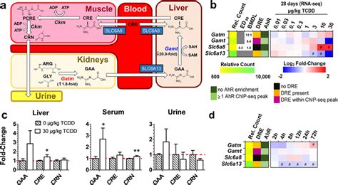 Tcdd Elicited Dose Dependent Effects On Creatine Biosynthesis A