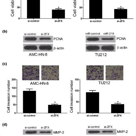 Zfx Knockdown Obstructs Proliferation And Invasion Of Lscc Cell Lines