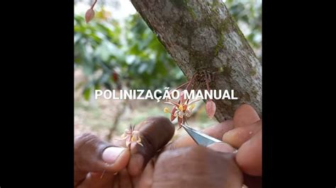 Polinização Manual Da Flor Do Cacaueiro Youtube