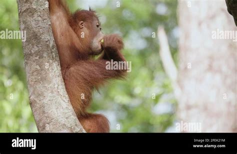 Banana In Tree Stock Videos Footage Hd And K Video Clips Alamy