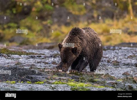 A Coastal Brown Grizzly Bear Ursus Arctos Horribilis Smelling A