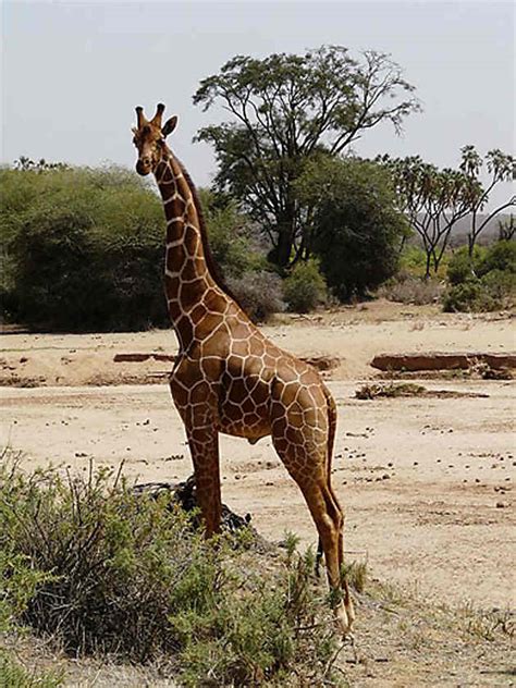 Portrait D Un Girafon Girafes Animaux Animaux R Serve Nationale