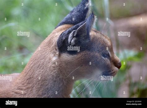 Persian Lynx Portrait Caracal Stock Photo Alamy