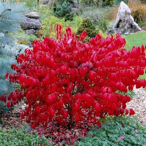 Compacta Burning Bush Euonymus Alatus Compactus Ornamental Shrub