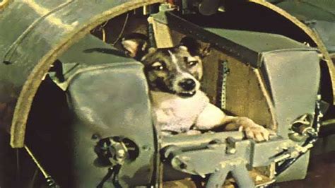 ANIMALS IN SPACE: HOW THE RUSSIAN DOG LAIKA BECAME THE FIRST ASTRONAUTA ...