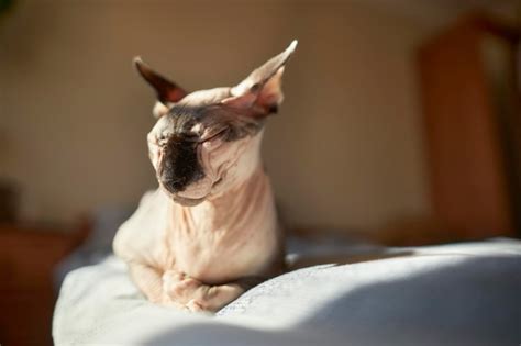 Premium Photo The Cute Bald Sphynx Is Sitting On The Bed On A Sunny